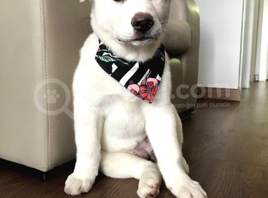 Anne Baba Kif Scr'Li  3 Aylık Japon Akita