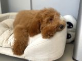 Labradoodle Red Brown Oğlumuz Teddy
