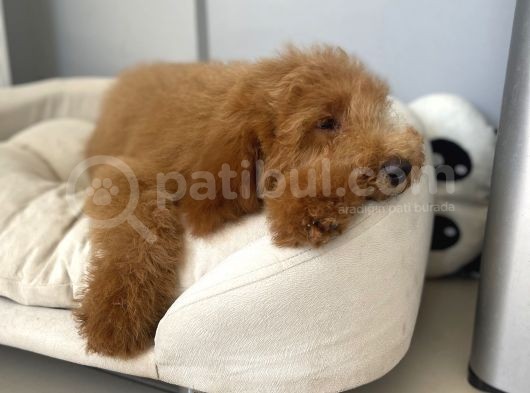 Labradoodle Red Brown Oğlumuz Teddy görsel