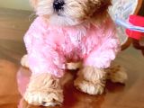 Multigen Üst Kalite Maltipoo Yavrularımız
