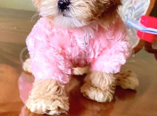Multigen Üst Kalite Maltipoo Yavrularımız