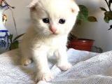 Beyaz Scottish Fold Tatlı Kedimize Aci̇l Yuva Arıyoruz