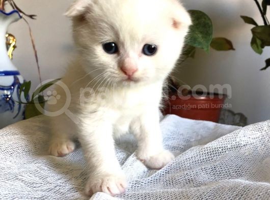 Beyaz Scottish Fold Tatlı Kedimize Aci̇l Yuva Arıyoruz görsel