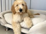 Goldendoodle Hypoallerjenik Terapi Köpeklerimiz