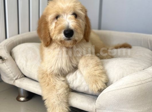 Goldendoodle Hypoallerjenik Terapi Köpeklerimiz görsel