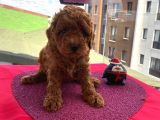 Red Brown Toy Yavrular