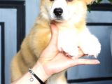 Pembroke Welsh Corgi Yavrularımız A Kalite Özel Üretim