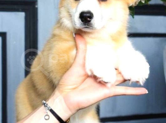 Pembroke Welsh Corgi Yavrularımız A Kalite Özel Üretim görsel