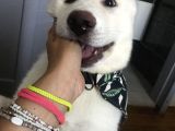 Anne Baba Kif Scr'Li  3 Aylık Japon Akita
