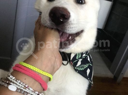 Anne Baba Kif Scr'Li  3 Aylık Japon Akita görsel