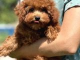 Bebek Surat Toy Poodle Bebekler