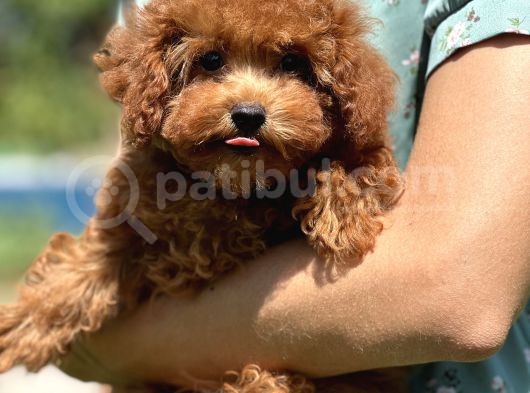 Bebek Surat Toy Poodle Bebekler