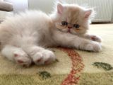 4 Aylik Yavru Sari İran Kedi̇si̇