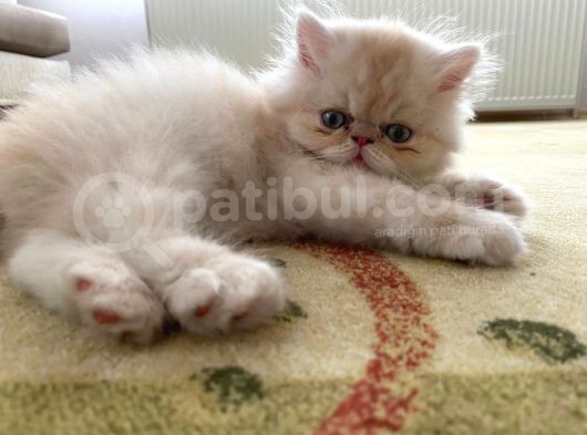 4 Aylik Yavru Sari İran Kedi̇si̇ görsel