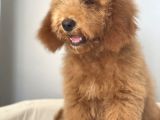 Labradoodle Red Brown Oğlumuz Teddy