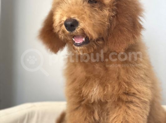Labradoodle Red Brown Oğlumuz Teddy görsel