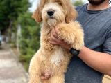 Labradoodle Özel Renk Particolour Yavrumuz