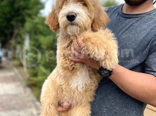 Labradoodle Özel Renk Particolour Yavrumuz