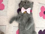 British Shorthair Yavruları