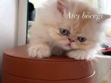 4 Aylik Yavru Sari İran Kedi̇si̇