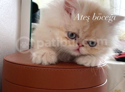 4 Aylik Yavru Sari İran Kedi̇si̇