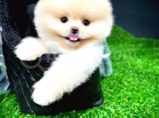 Ayı Surat Pomeranian Boo Yavrularımız