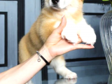 Pembroke Welsh Corgi Yavrularımız A Kalite Özel Üretim