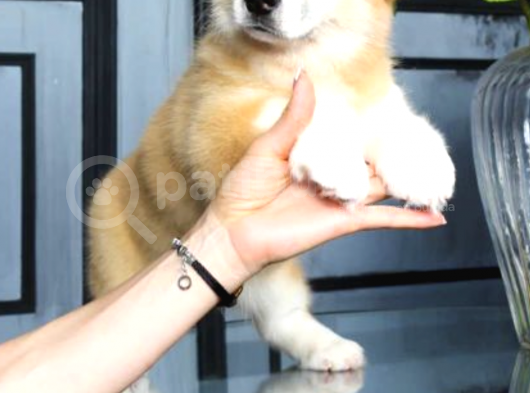 Pembroke Welsh Corgi Yavrularımız A Kalite Özel Üretim görsel