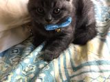 British Shorthair Yavruları