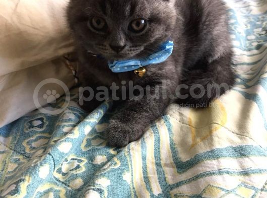 British Shorthair Yavruları