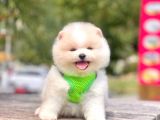 Safkan Pomeranian Boo Yavrular