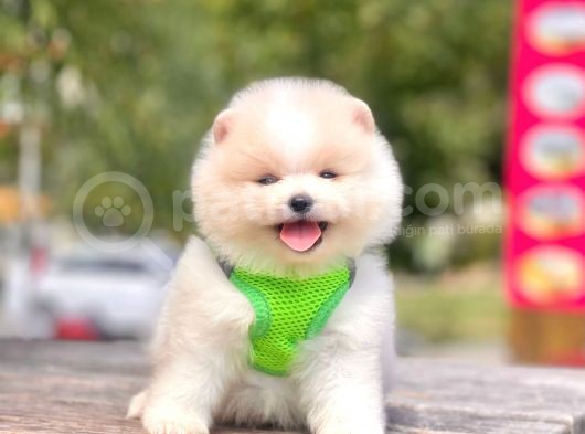 Safkan Pomeranian Boo Yavrular görsel