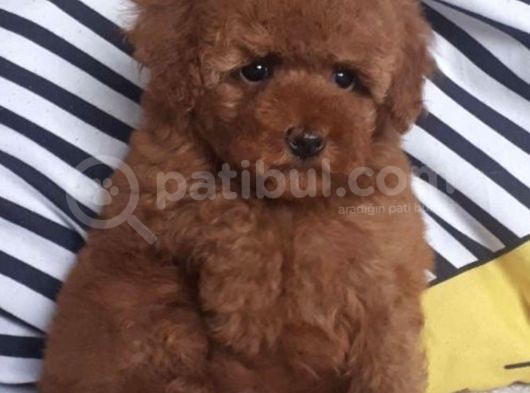 Bebek Suratlı Orjinal Mini Toy Poodle Özel Üretim görsel