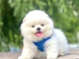 Safkan Pomeranian Boo Yavrular