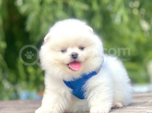 Safkan Pomeranian Boo Yavrular