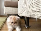4 Aylik Yavru Sari İran Kedi̇si̇