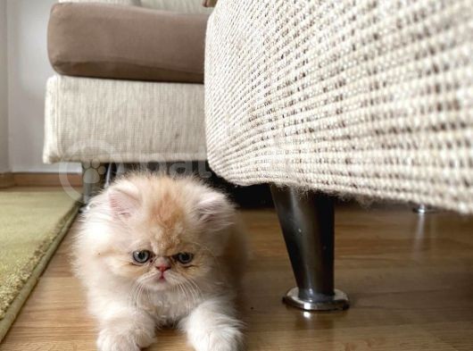 4 Aylik Yavru Sari İran Kedi̇si̇ görsel
