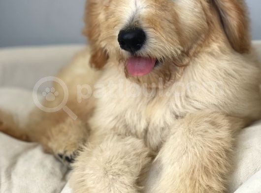 Goldendoodle Hypoallerjenik Terapi Köpeklerimiz görsel