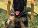 Secereli̇ Alman Çoban Köpeği̇ Yavrularimiz