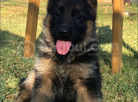 Secereli̇ Alman Çoban Köpeği̇ Yavrularimiz görsel