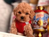 Safkan Toy Poodle Yavrular