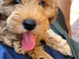 Toy Poodle Erkek Pasaportu Var 2 Aylık