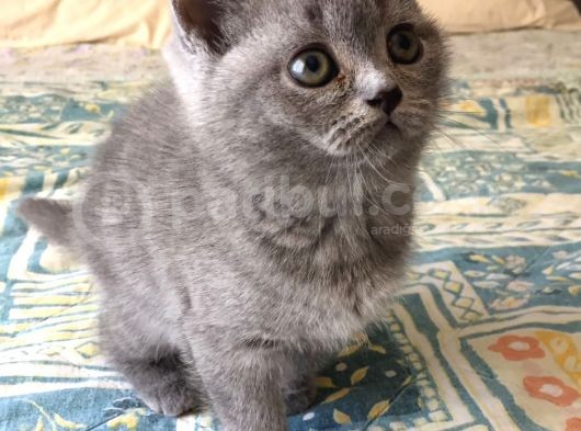 British Shorthair Yavruları görsel