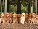 Dev Poodle Standart Boy Royal Yavrular