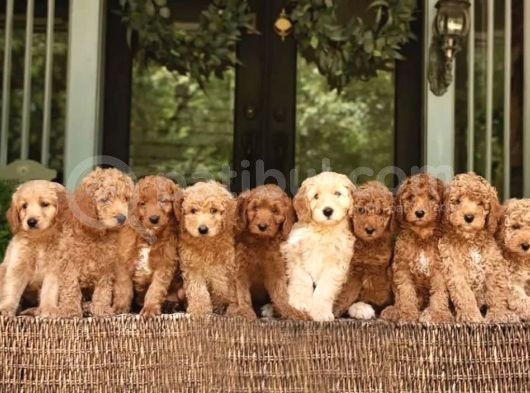 Dev Poodle Standart Boy Royal Yavrular