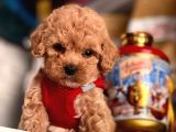 Safkan Toy Poodle Yavrular