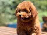 Bebek Surat Toy Poodle Bebekler