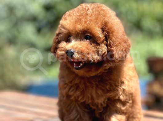 Bebek Surat Toy Poodle Bebekler görsel