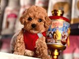SAFKAN TOY POODLE YAVRULAR