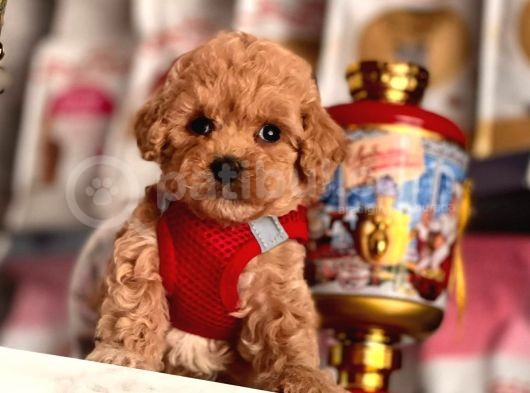 Safkan Toy Poodle Yavrular
